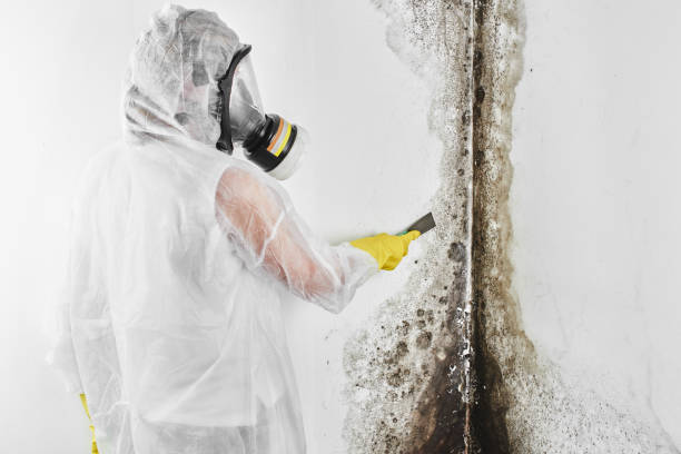 Mold Testing and Removal in Marlow, OK