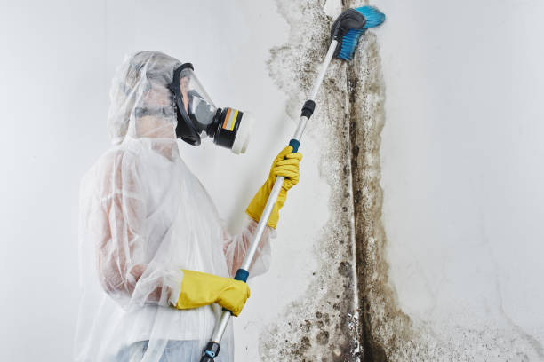 Best Toxic Mold Removal  in Marlow, OK