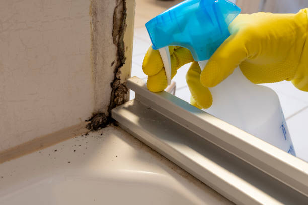 Best Mold Removal Company Near Me  in Marlow, OK