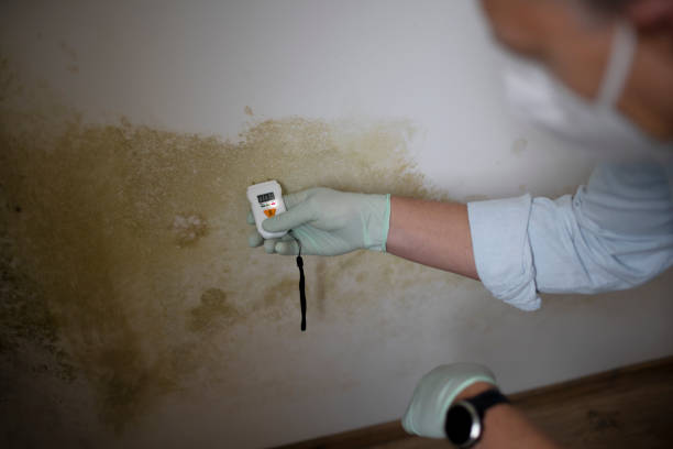 Best Mold Remediation  in Marlow, OK